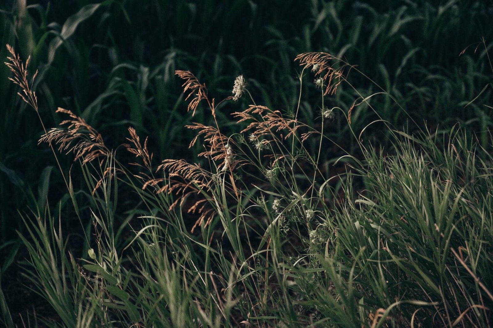 vetiver